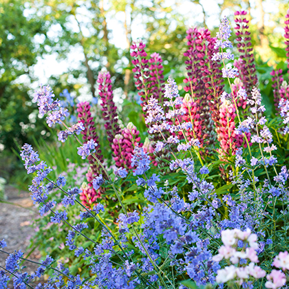 Lupinus Gallery Blue 